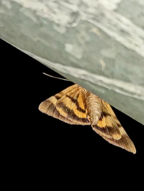 Catocala fulminea - galagonya-övesbagoly