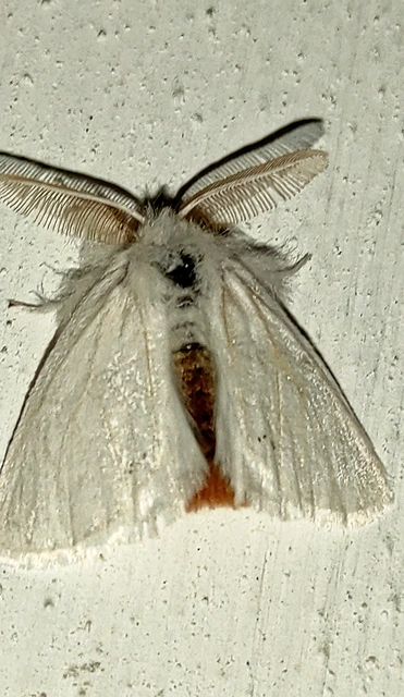 Euproctis chrysorrhoea - aranyfarú szövő