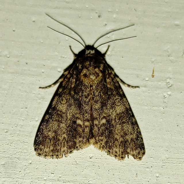 Acronicta rumicis - sóska-szigonyosbagoly