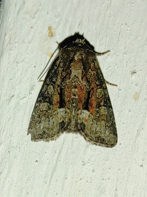 Oligia strigilis/latruncula/versicolor