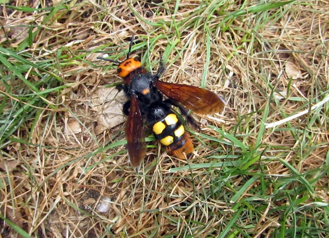 Megascolia maculata - óriás-tőrösdarázs