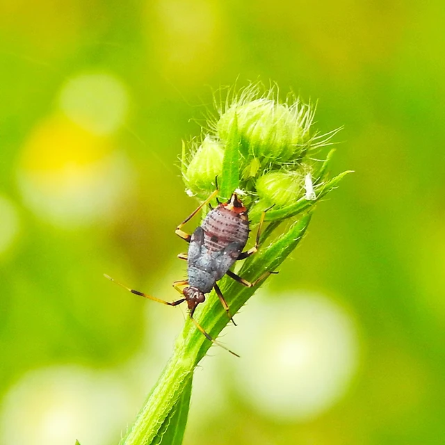 Deraeocoris ruber - vöröses mezeipoloska