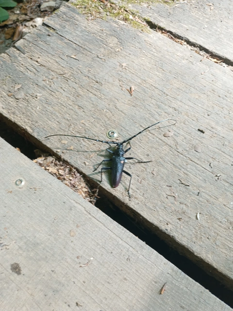 Cerambyx cerdo - nagy hőscincér