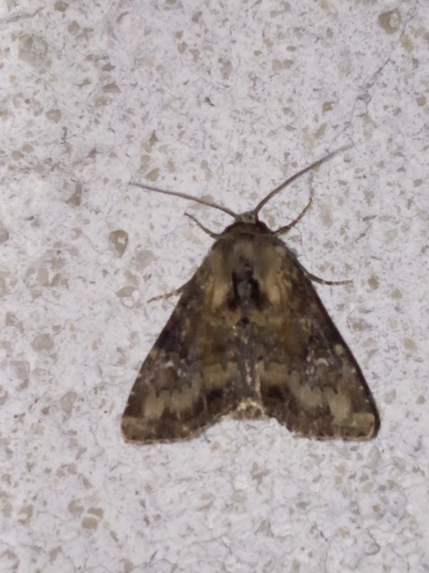 Loscopia scolopacina - csinos dudvabagoly