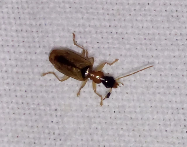 Demetrias atricapillus - buzogányfoltos nádfutó
