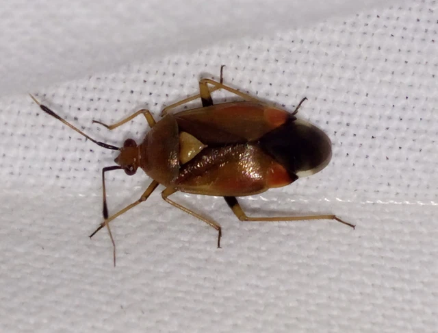 Deraeocoris