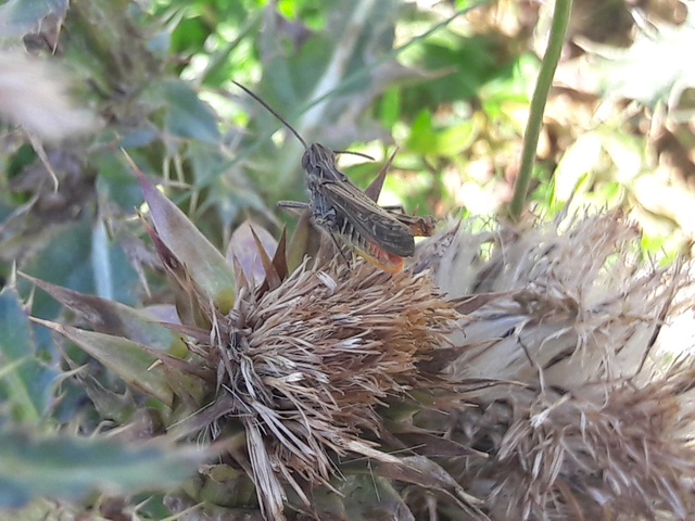 Chorthippus brunneus - közönséges tarlósáska