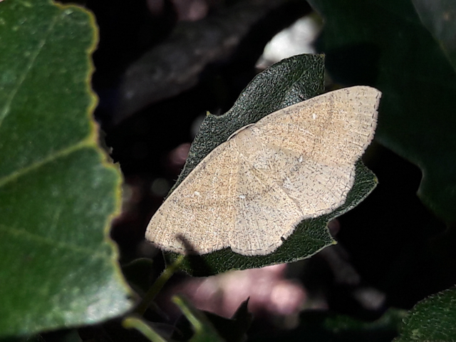 Cyclophora ruficiliaria - vörösrojtú pettyesaraszoló