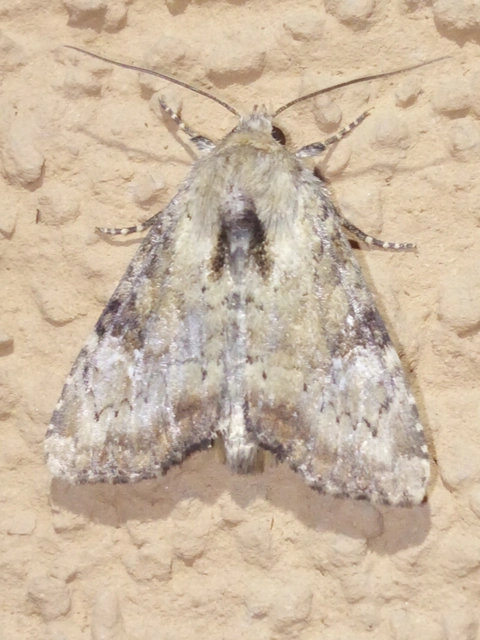 Loscopia scolopacina - csinos dudvabagoly