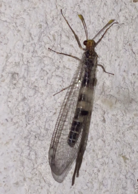 Megistopus flavicornis - kétfoltos hangyaleső