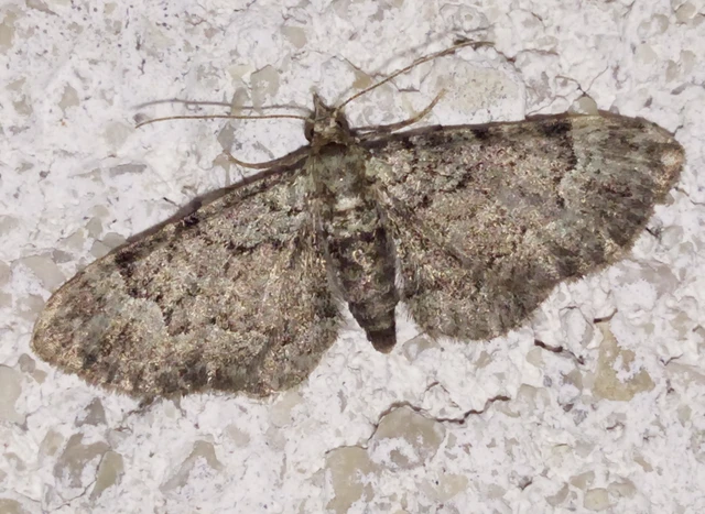 Pasiphila rectangulata - almavirág-araszoló
