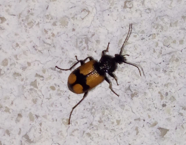 Panagaeus cruxmajor - nagy keresztesfutó