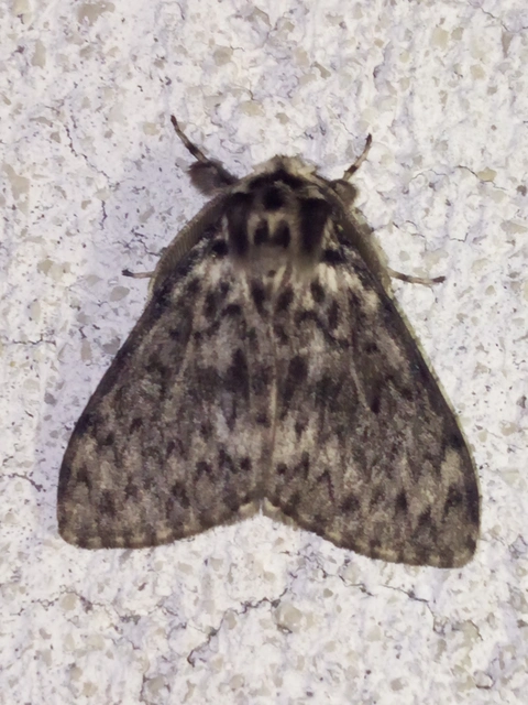 Lymantria monacha - apácalepke