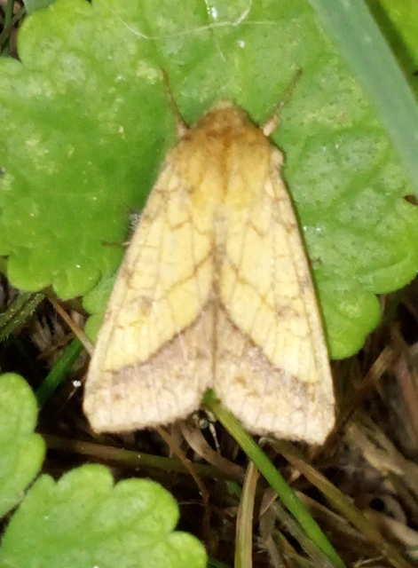 Pyrrhia umbra - iglicebagoly