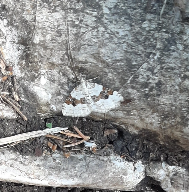 Xanthorhoe montanata - hegyi tarkaaraszoló