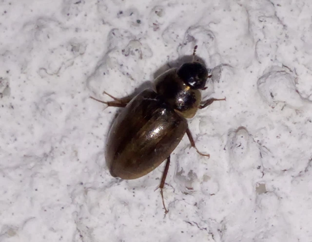 Hydrophilidae - csiborfélék