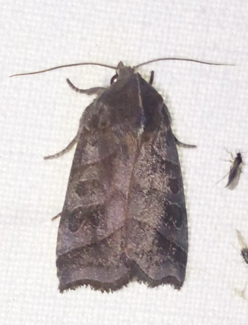 Ipimorpha retusa - sarlós fűzbagoly