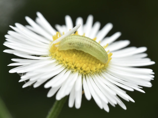 Syrphidae - zengőlegyek