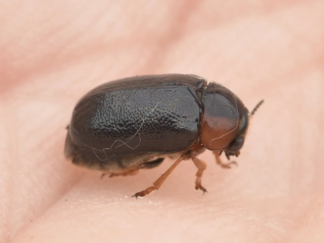Smaragdina
