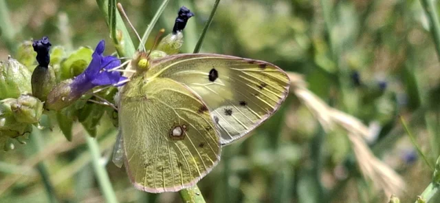 Colias croceus - sáfránylepke
