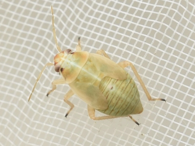 Agnocoris