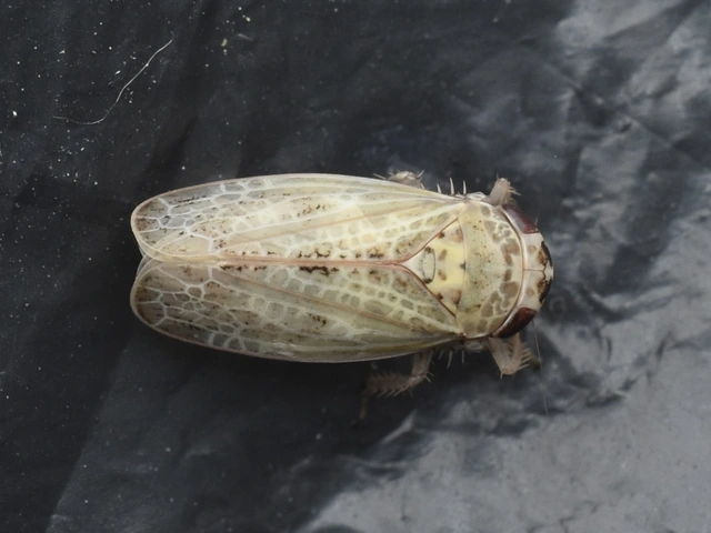 Allygidius abbreviatus