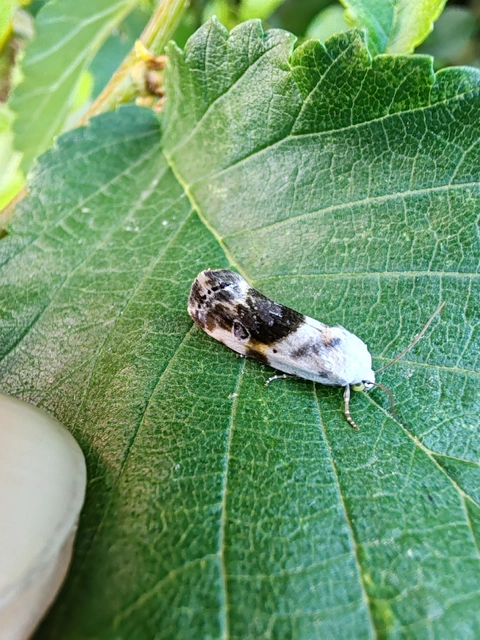 Ponometia candefacta - parlagfűbagoly