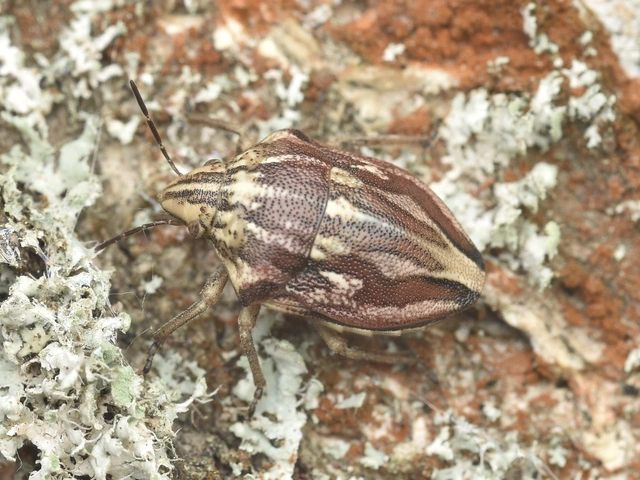 Odontotarsus