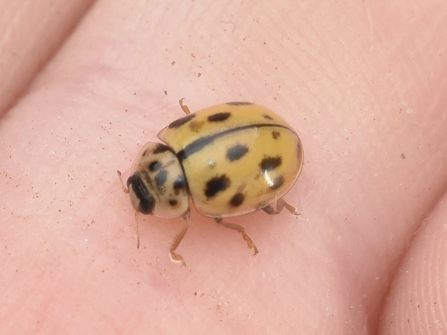 Propylea quatuordecimpunctata - tizennégypettyes füsskata