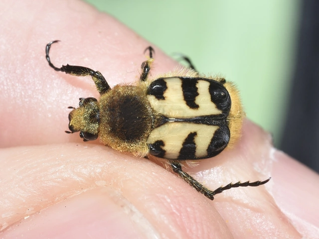 Trichius sexualis - keleti prémesbogár