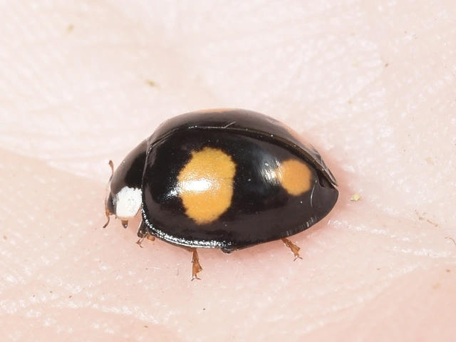 Harmonia axyridis - harlekinkatica