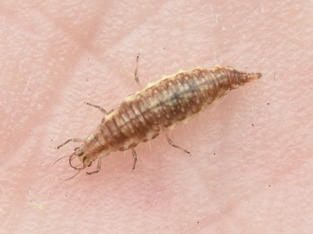 Chrysopidae - zöldfátyolkák