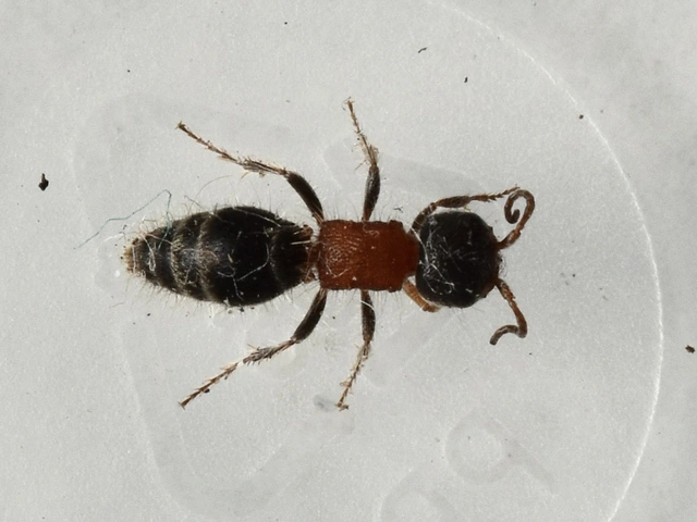 Mutillidae - hangyadarazsak