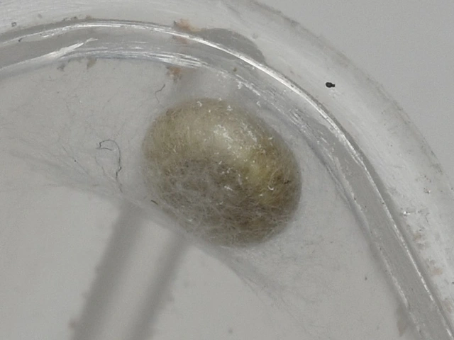Chrysopidae - zöldfátyolkák