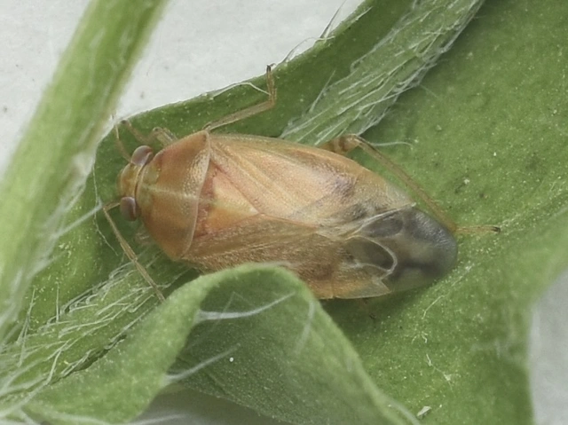 Agnocoris