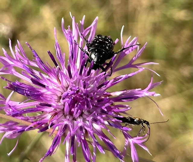 Oxythyrea funesta - sokpettyes virágbogár