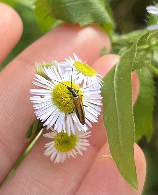 Oedemera femorata - sárgahátú álcincér