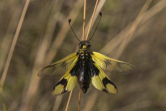 Libelloides macaronius - keleti rablópille