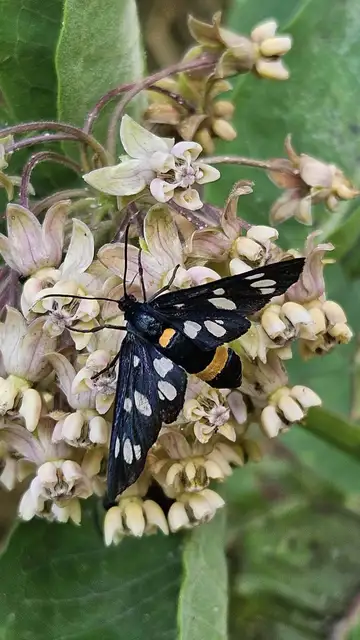 Amata phegea - fehérpettyes álcsüngőlepke