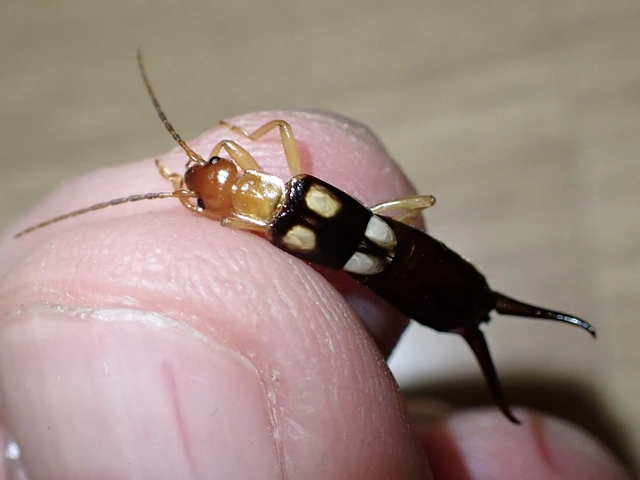 Forficula smyrnensis - szmirnai fülbemászó