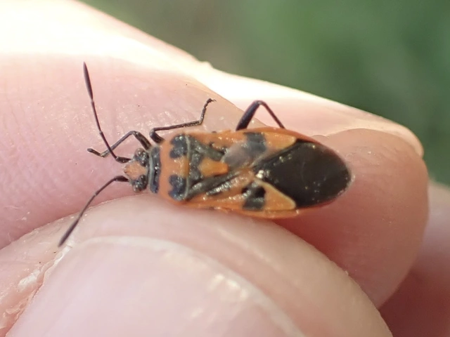 Corizus hyoscyami - piros karimáspoloska