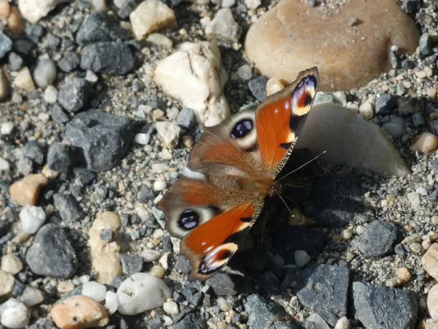 Nymphalis io - nappali pávaszem