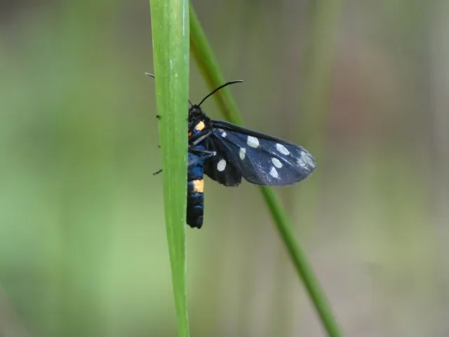 Amata phegea - fehérpettyes álcsüngőlepke