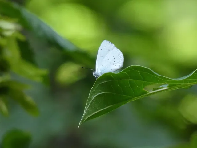 Celastrina argiolus - bengeboglárka