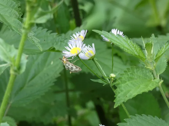 Anania hortulata - tarka csalánmoly