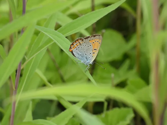 Lycaena dispar rutilus - nagy tűzlepke