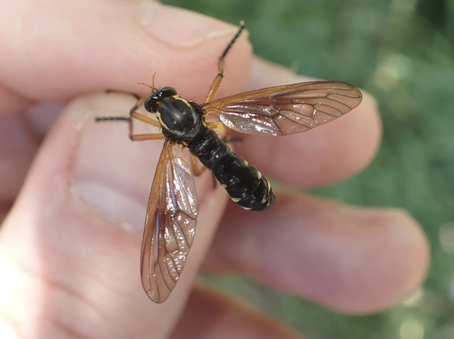 Asilidae - rablólégyfélék