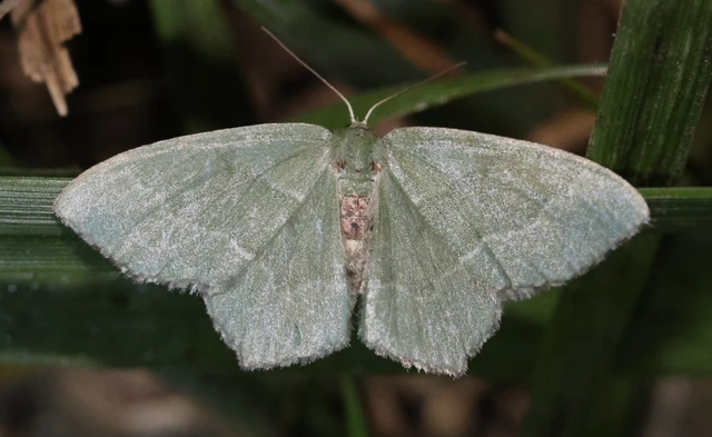 Hemithea aestivaria - nyír-zöldaraszoló