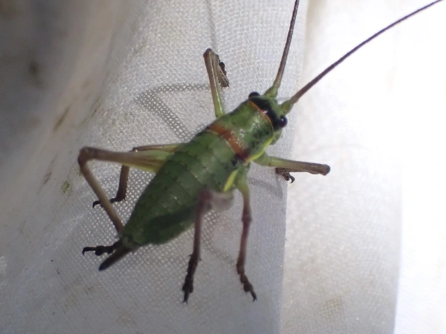 Ephippiger ephippiger - nyergesszöcske