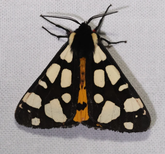 Arctia villica - fekete medvelepke